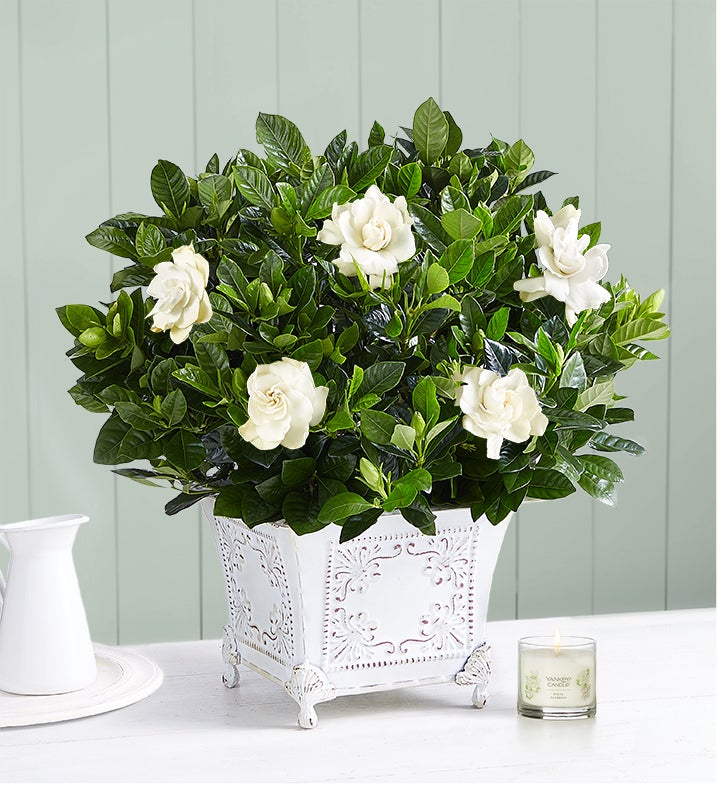 Grand Gardenia™ Plant | 1800Flowers.com - 18053