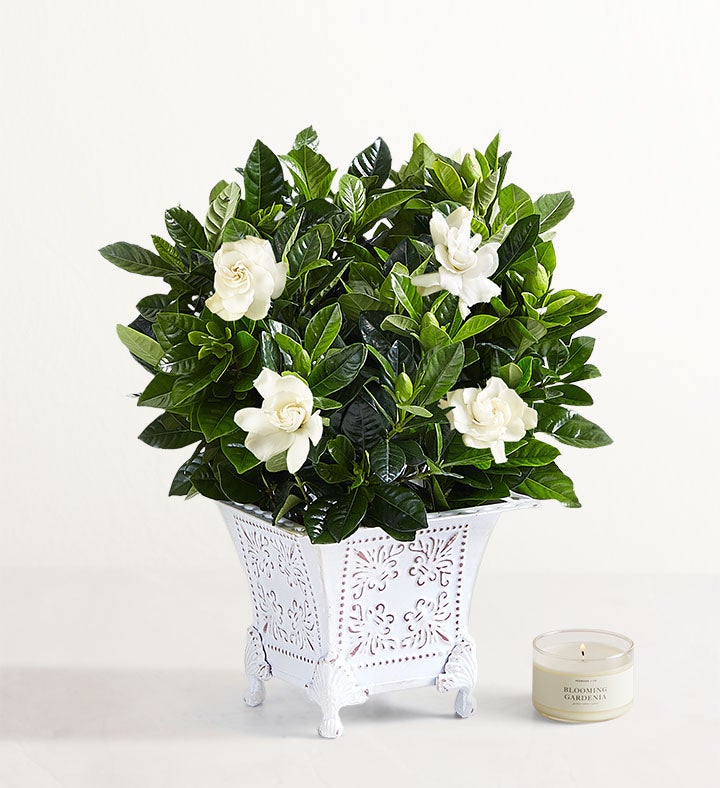 1-800-Flowers Plant Delivery Grand Gardenia Small Plant W/ Candle