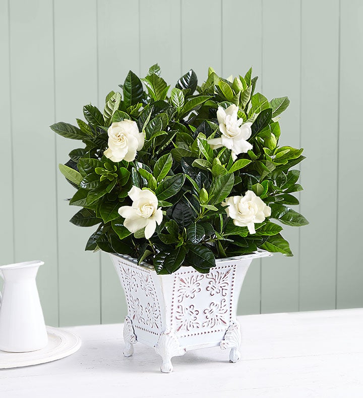 Grand Gardenia™