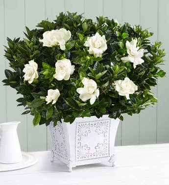 Grand Gardenia