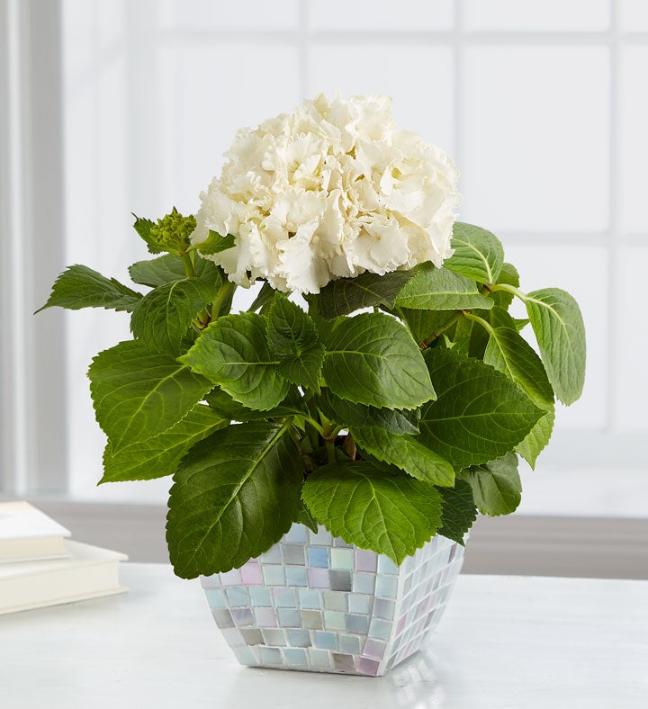 Majestic Mosaic Hydrangea