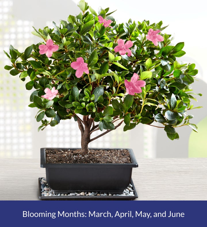 Azalea Bonsai