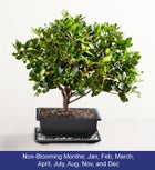Sweet Serenity Azalea Bonsai
