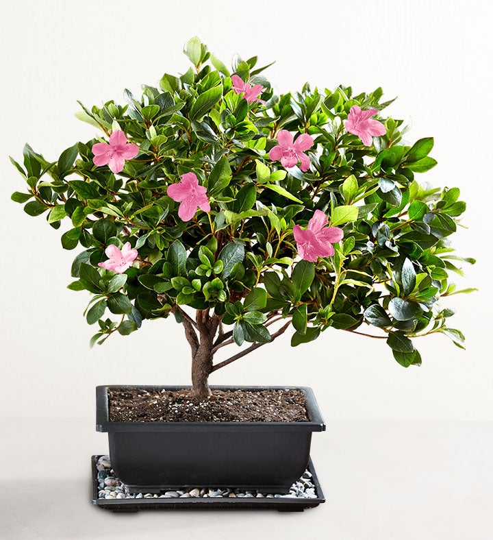 Gardenia Bonsai