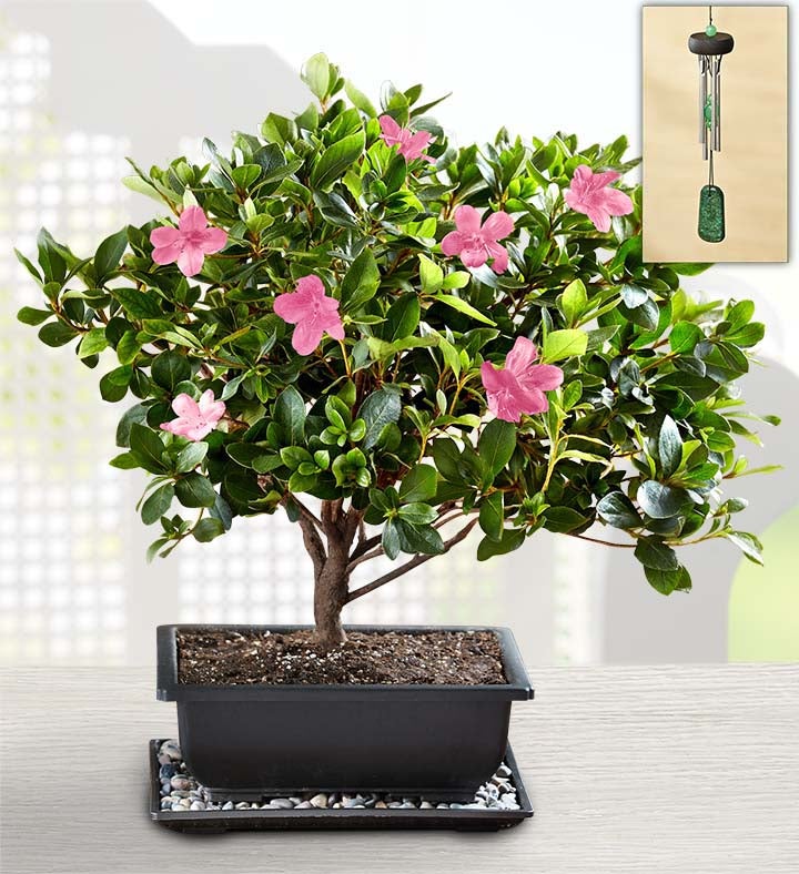 miniature azalea bonsai