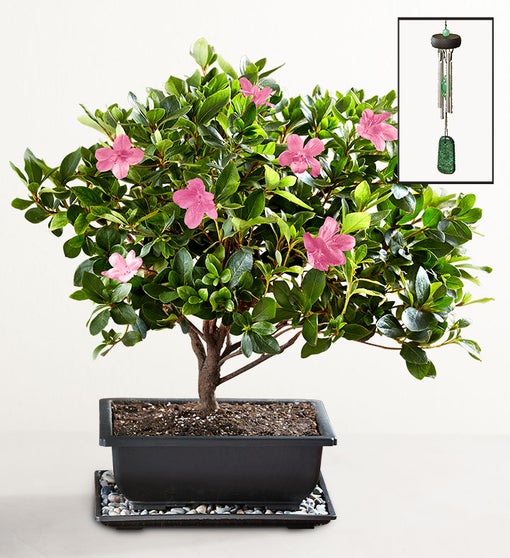 Azalea Bonsai