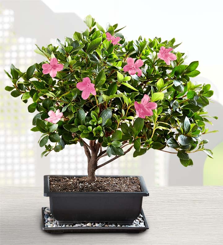 Azalea Bonsai 1800flowers Com 18201