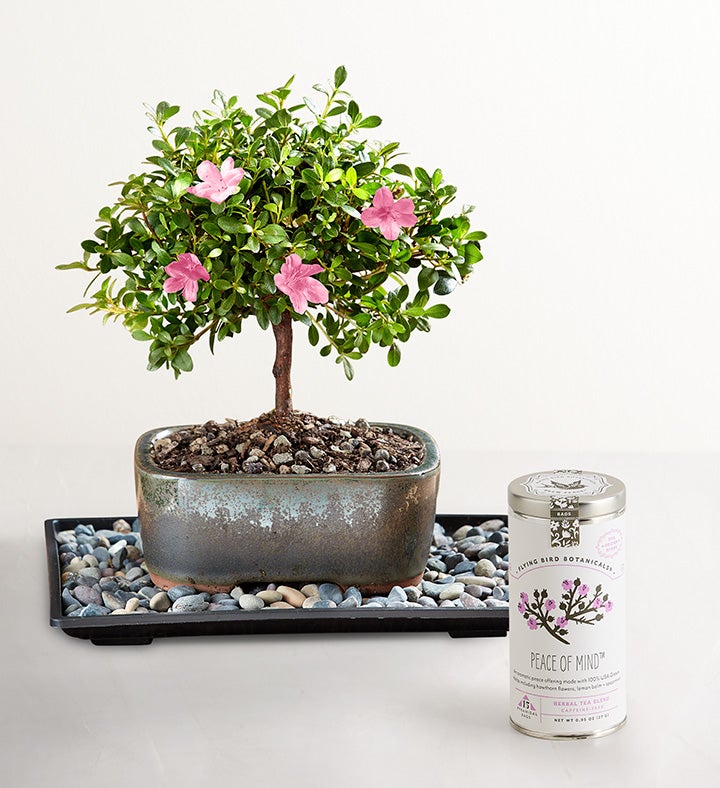 1-800-Flowers Plant Delivery Azalea Bonsai Small Plant W/ Peace Of Mind Tea