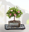 Azalea Bonsai