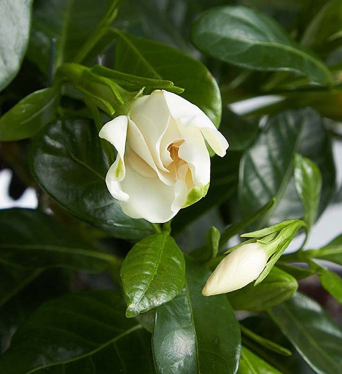 Gardenia Bonsai