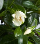 Gardenia Bonsai