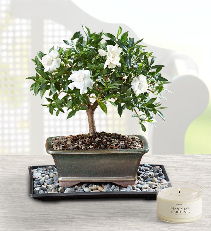 1-800-Flowers Plant Delivery Gardenia Bonsai Small Plant W/ Candle