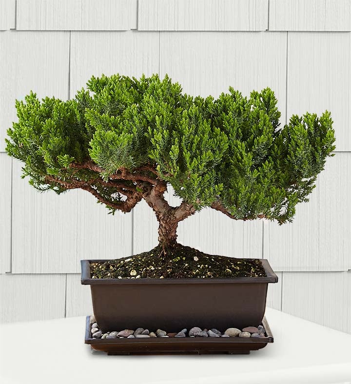 Juniper Bonsai