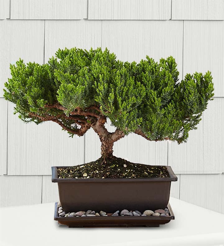 Juniper Bonsai 1800Flowers Juniper Bonsai 1800Flowers