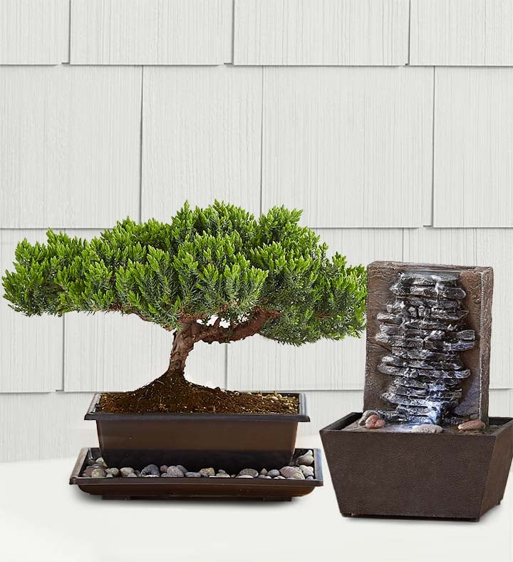 Bonsai Tree & Plant Delivery Bonsai Gifts 1800Flowers