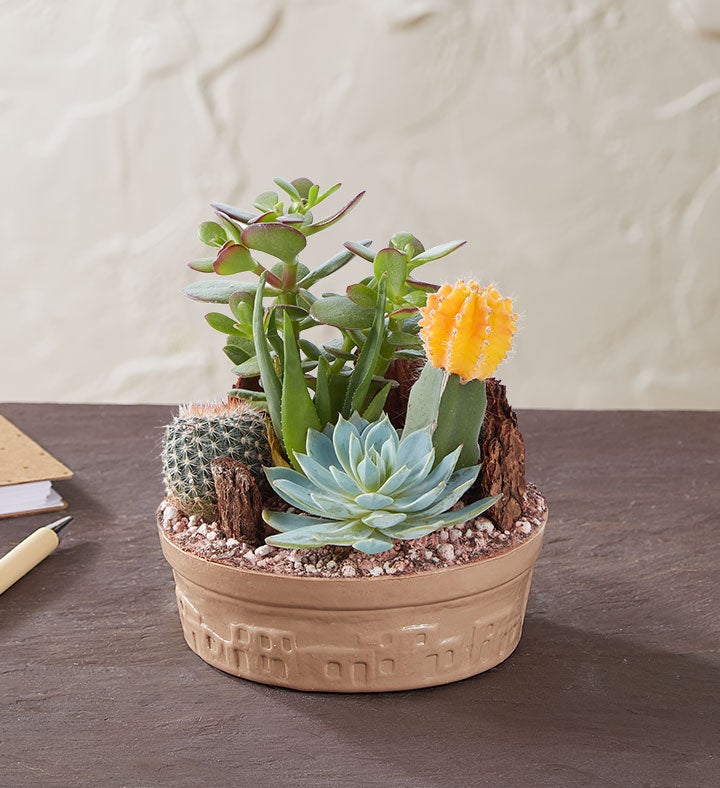 Cactus Dish Garden