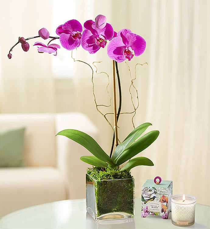 EXOTIC orchids plant Purple Rose Live 