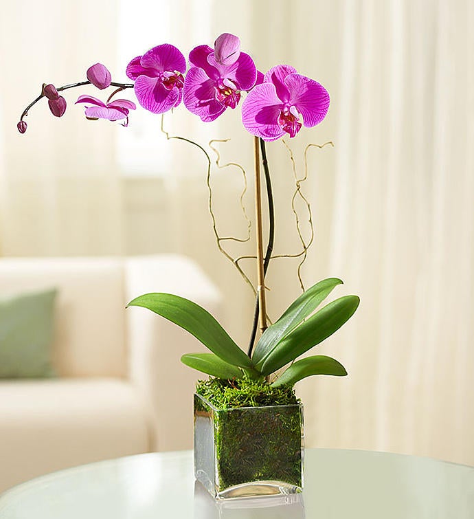 Purple Phalaenopsis Orchid for Sympathy