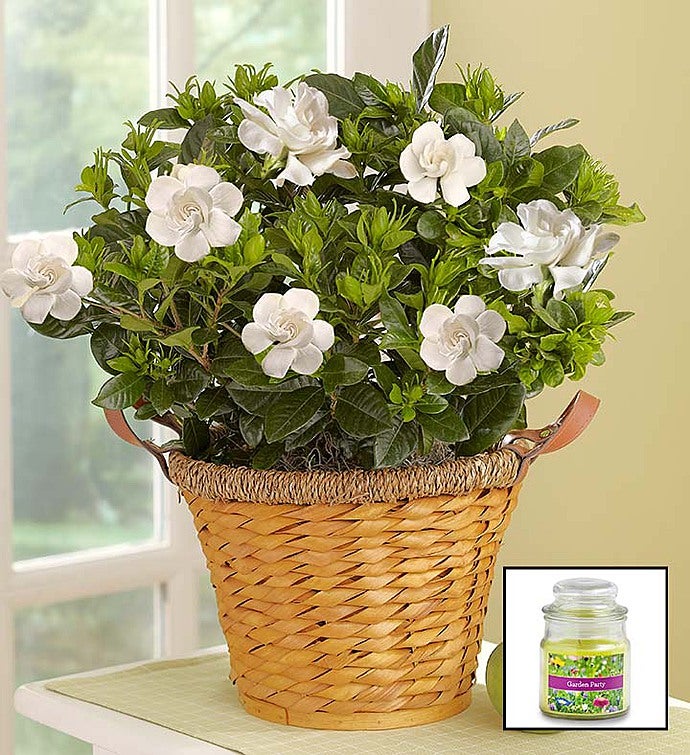 Blooming Gardenia Plant in Basket