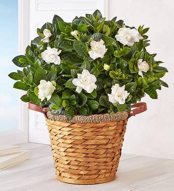 Blooming Gardenia Basket