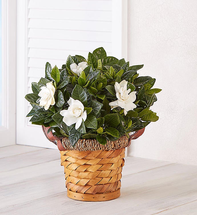 Blooming Gardenia Plant in Basket