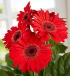 Hungry Caterpillar Gerbera Daisy 