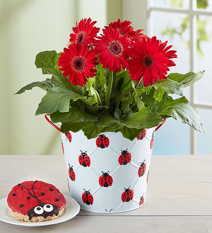 Lucky Ladybug Gerbera Daisy Plant