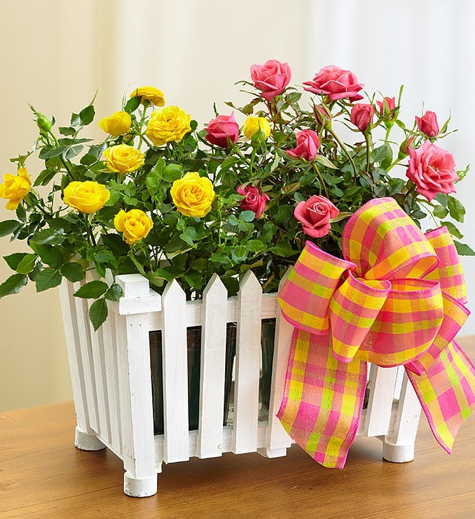 Classic Budding Rose