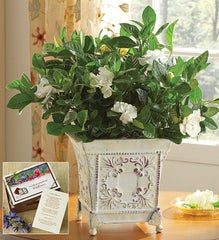 Grand Gardenia™ Plant for Sympathy