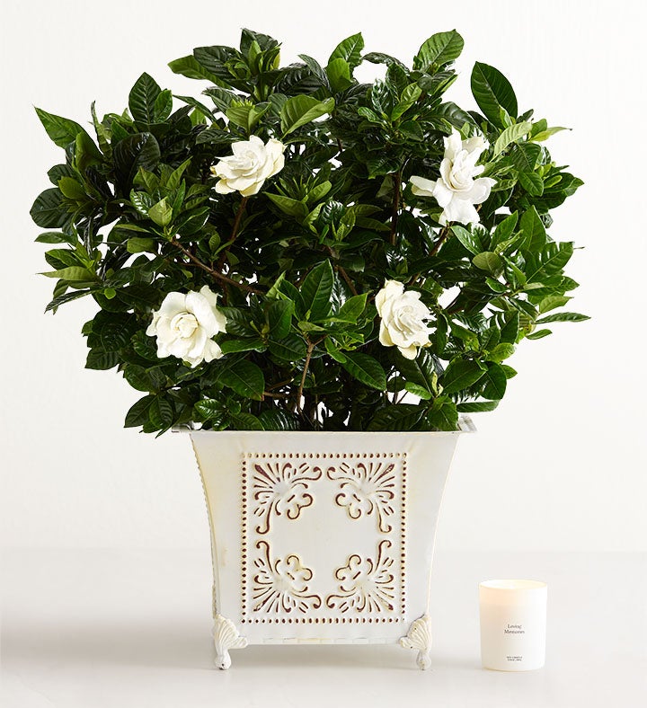 Grand Gardenia™ for Sympathy