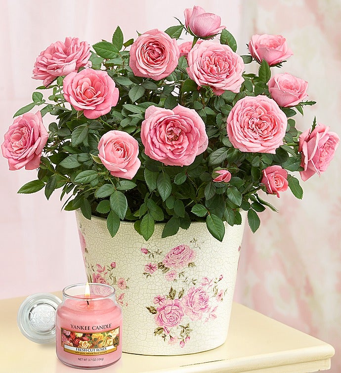 Blue Bird of Happiness