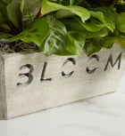 Bloom Dish Garden with box