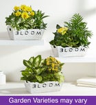 Bloom Dish Garden with box
