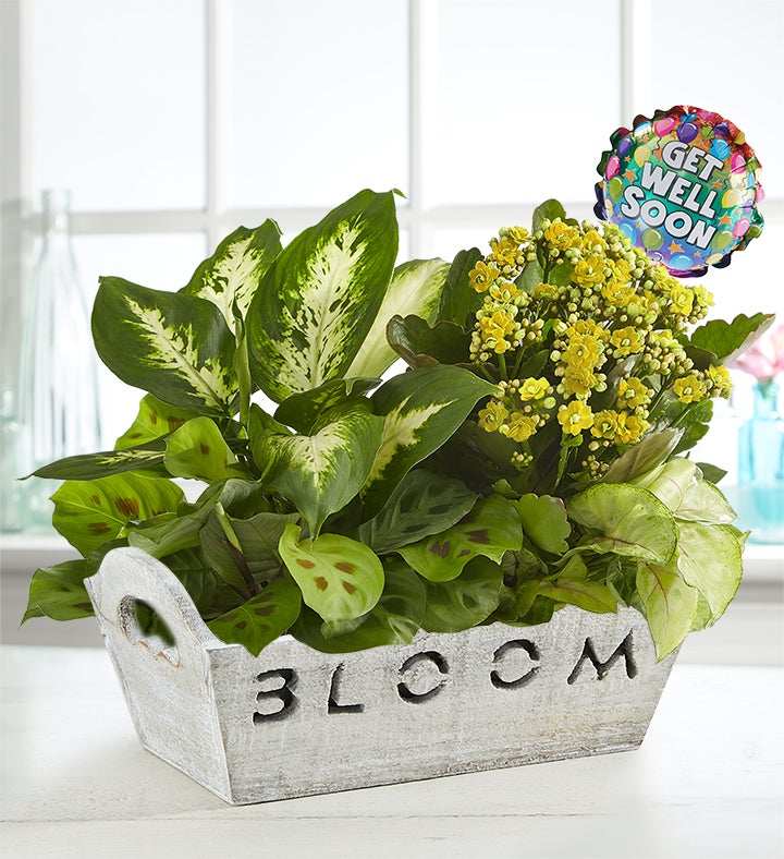 Bloom Dish Garden