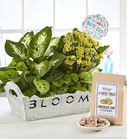 Birthday Plants Delivered | Plants |