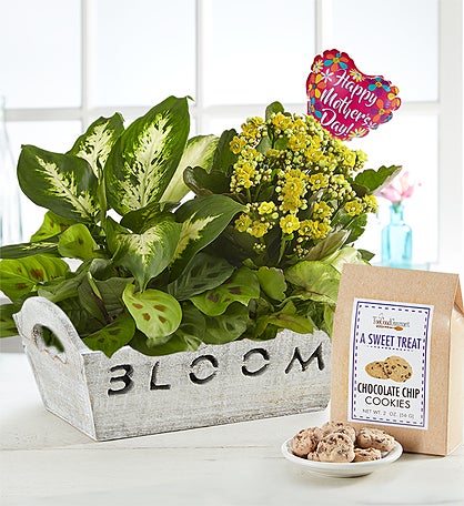 Bloom Dish Garden for Mom