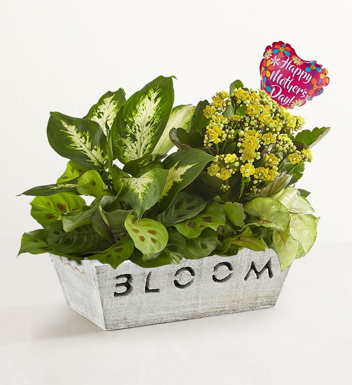 Bloom Dish Garden for Mom