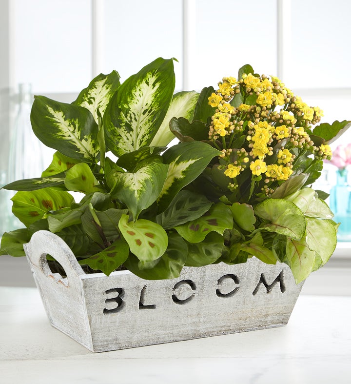 Bloom Dish Garden with box