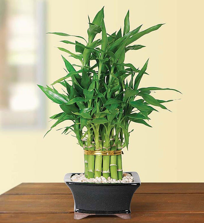 Pyramid Bamboo