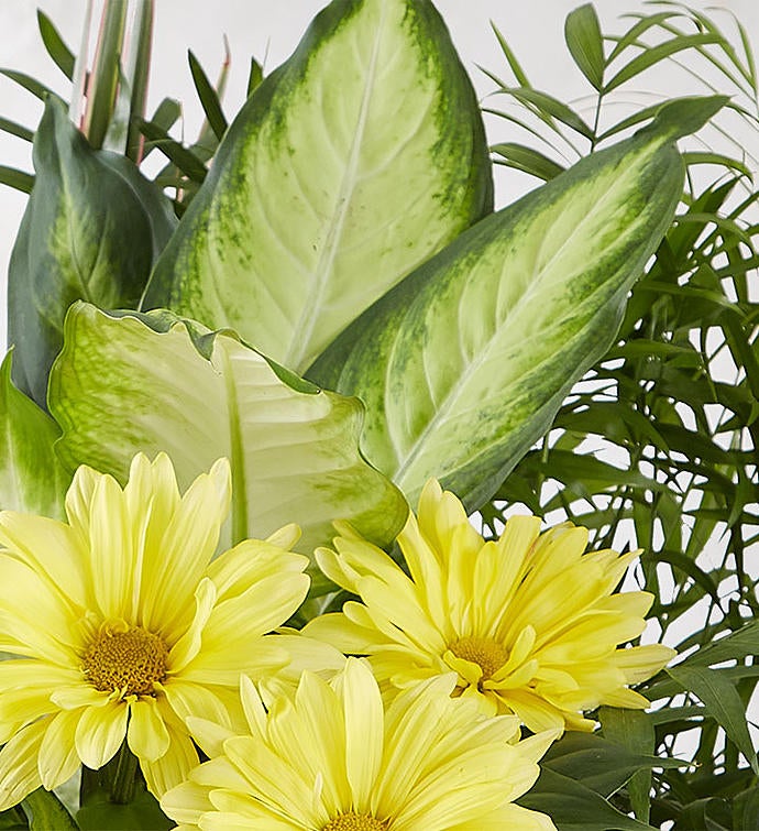 Dish Garden With Fresh Cut Flowers For Sympathy