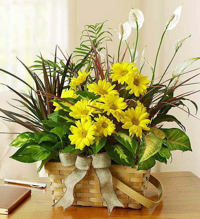 Dish Garden with Fresh Cut Flowers from