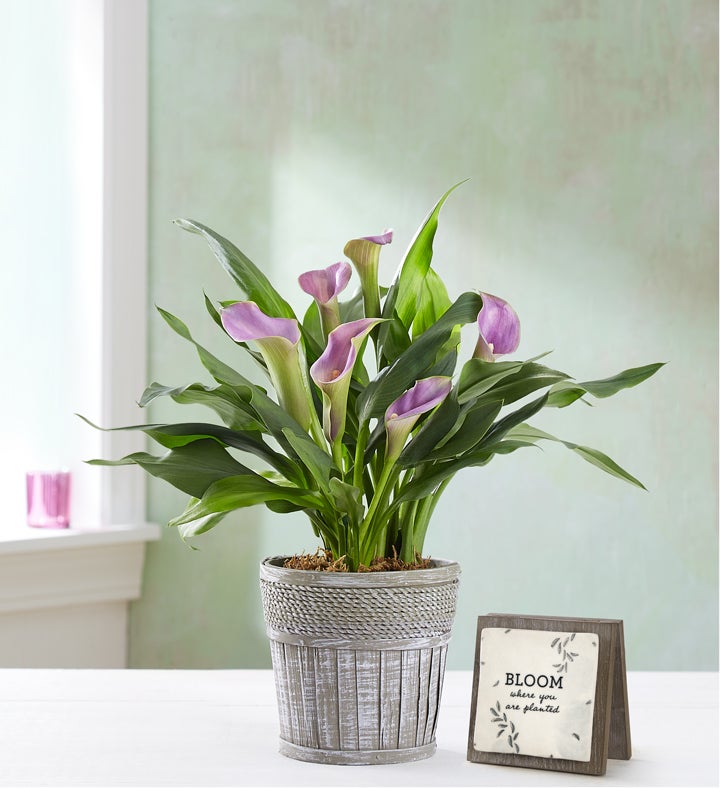 Elegant Calla Lily