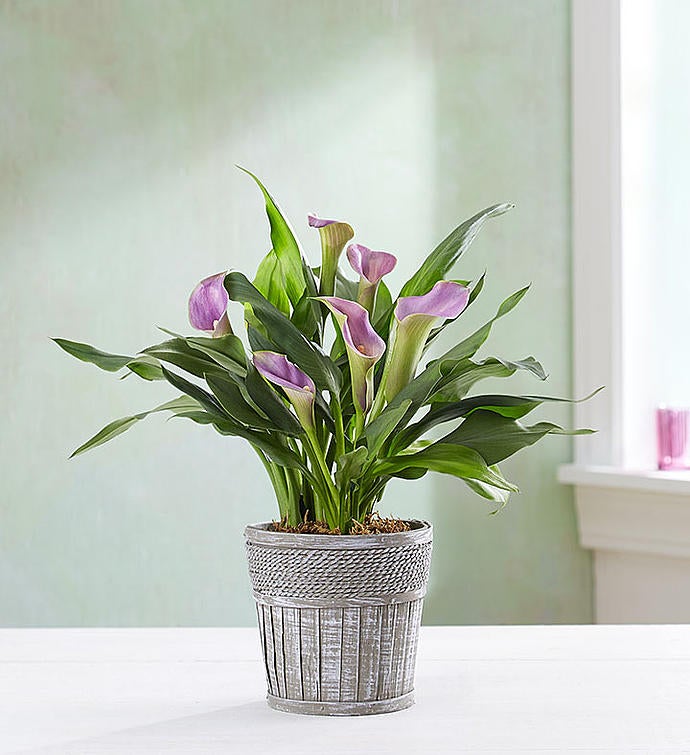 Small Purple