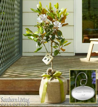 Magnolia Tree with Personalized Plaque