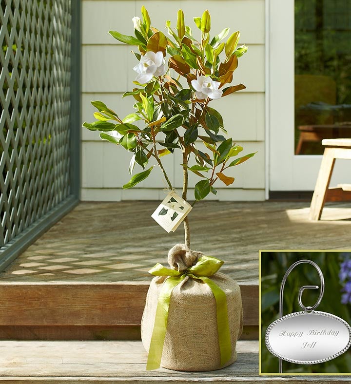 Magnolia Tree for Sympathy