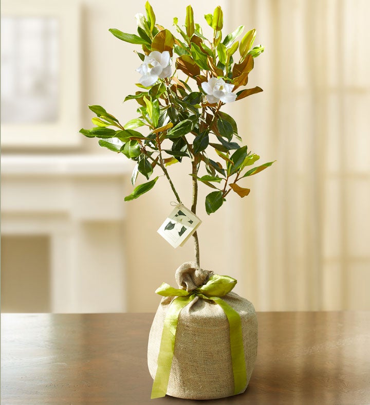 1-800-Flowers Everyday Gift Delivery Magnolia Tree For Sympathy Large