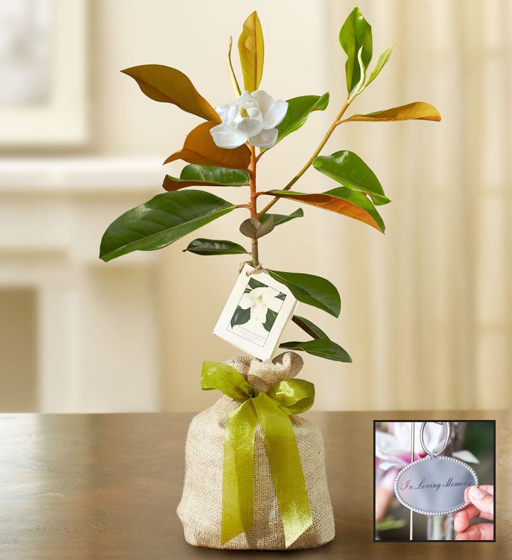 1-800-Flowers Everyday Gift Delivery Magnolia Tree For Sympathy Small W/ Plaque