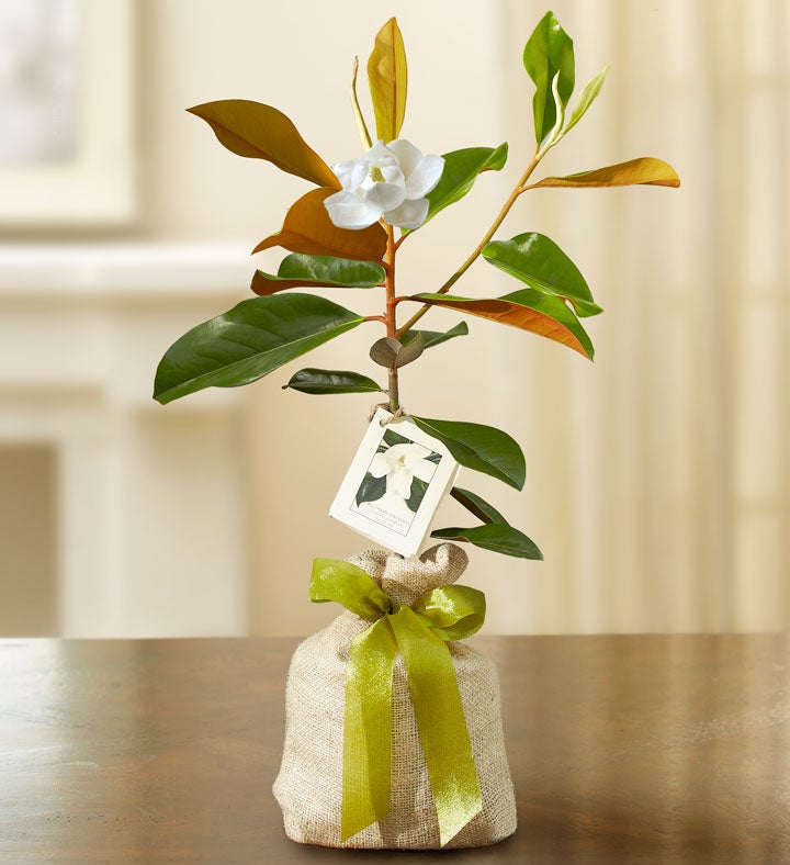 1-800-Flowers Everyday Gift Delivery Magnolia Tree For Sympathy Small