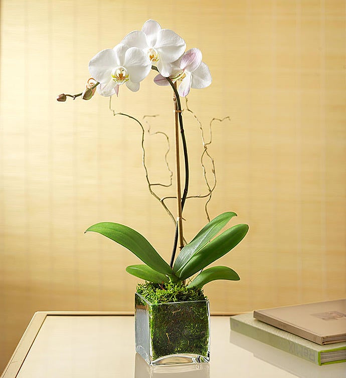 April - Elegant Orchid