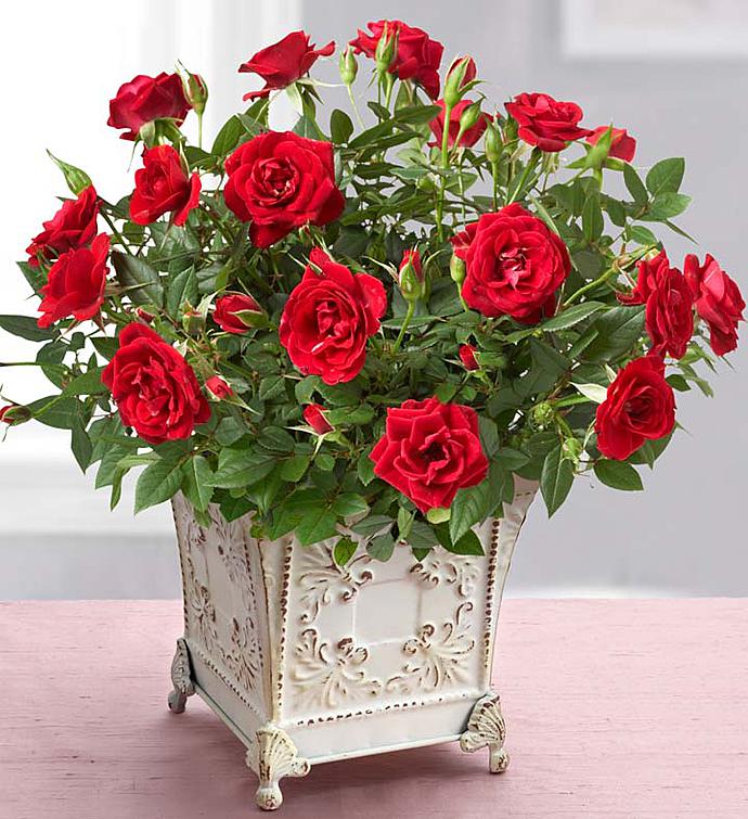February - Red Rose Plant